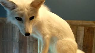 Friendly Foxes Become Household Pets