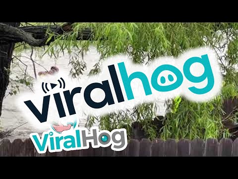 Heroic High Water Rescue || ViralHog