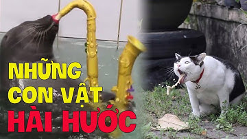 Những khoảnh khắc HÀI HƯỚC nhất của ĐỘNG VẬT được camera ghi lại