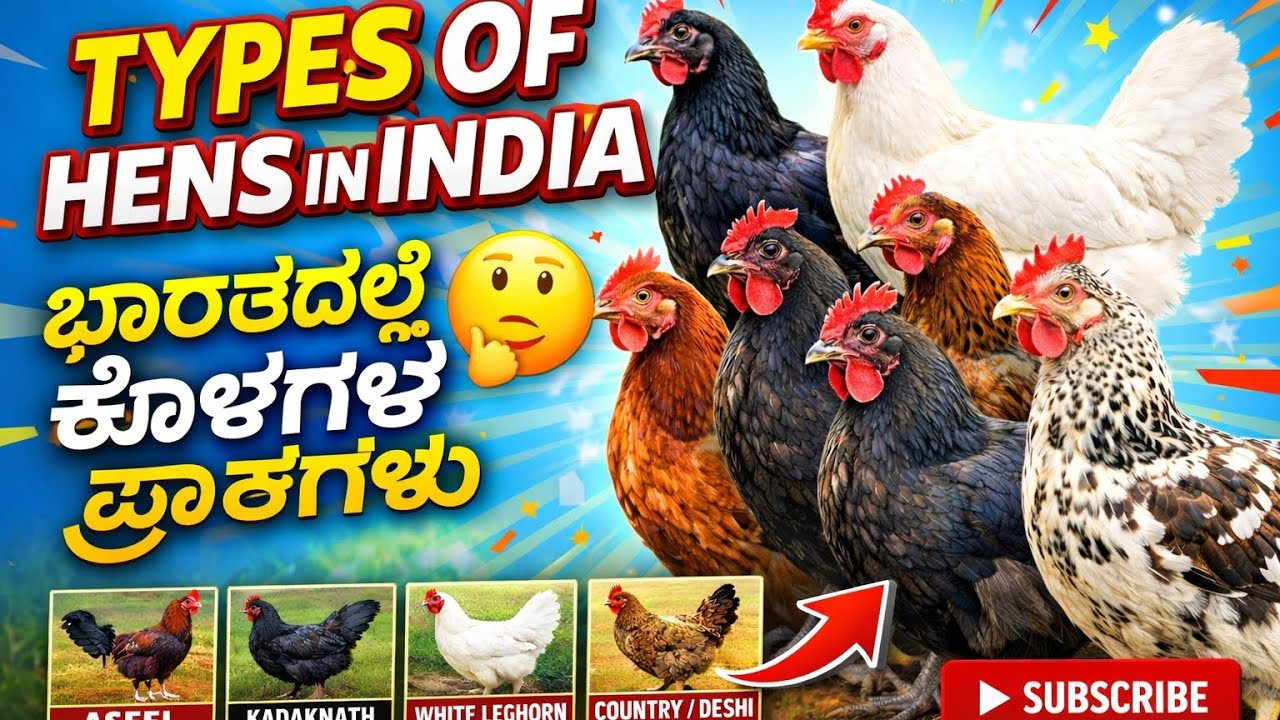 Types of Hens | Hen Farming| ಕೋಳಿ ತಳಿಗಳು | Petzlokha| #typesofhens #henfarming
