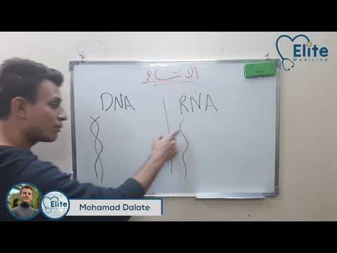 Video: Forskjellen Mellom DNA Og RNA-ekstraksjon