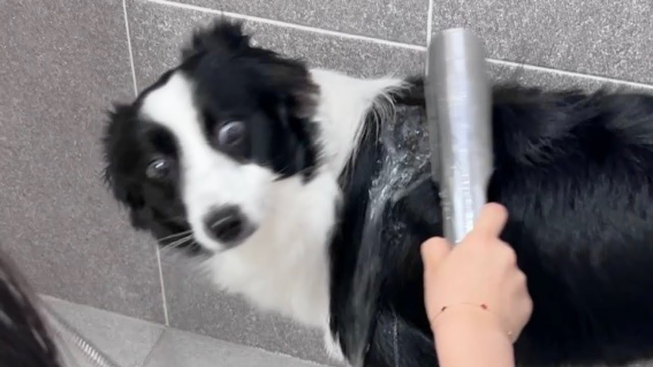 목욕이 세상에서 제일 싫은 보더콜리