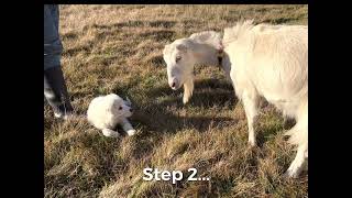 Maremma pup training.