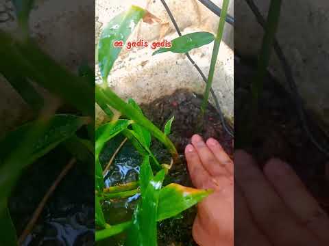 Cara mudah tanam