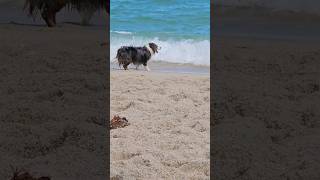 HAPPY DOG CHASING WAVES #shortviral #doglife #dogvideo #furbaby #barkingdog #asmrsounds