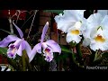 Как цветут ОРХИДЕИ в декабре.  Обзор орхидей/Каттлея, Дендробиум, Эпидендрум, Неостилис и др.