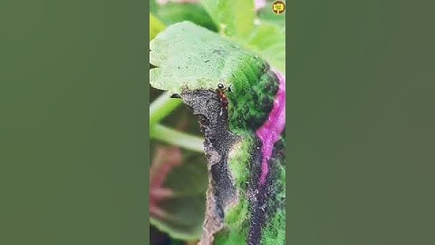 Ant VS Ladybug (2 of 2) @NM-Land