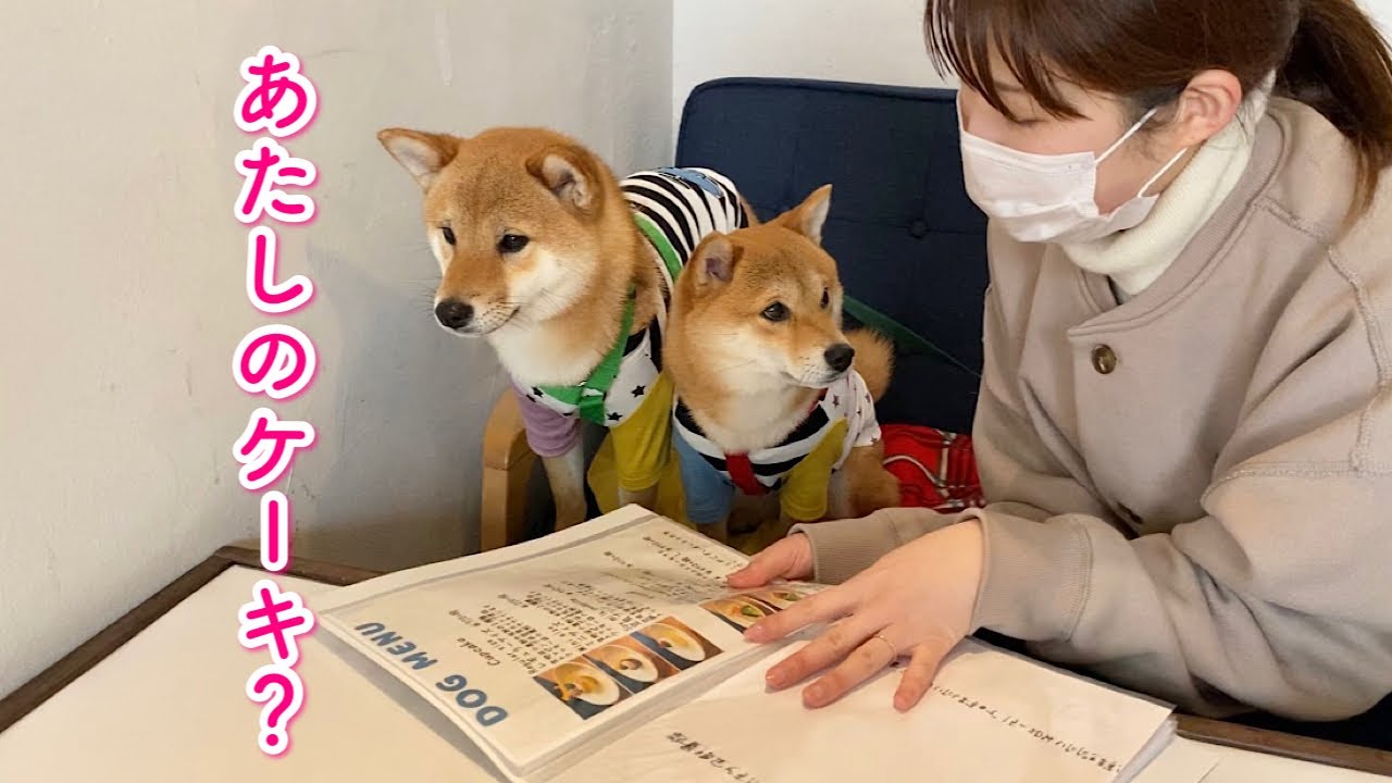 お散歩ついでに寄ったカフェで愛犬にサプライズしてみた