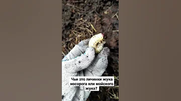 Чьи это личинки жука носорога или майского жука