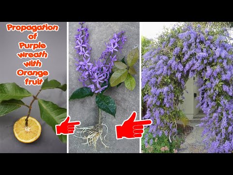 Video: Vermehrungsmethoden für Verbena: Tipps zur Vermehrung von Verbena-Pflanzen