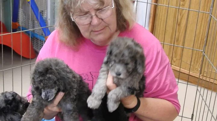 Merle Poodles from Hearthside Meadows