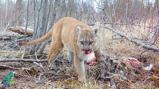 Incredible footage of a cougar at a deer kill in Minnesota