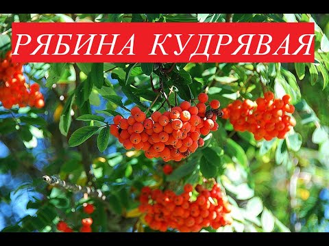 КРАСНАЯ РЯБИНА ПОЛЬЗА ДЛЯ ЗДОРОВЬЯ