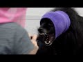 Screaming dog deafens his groomer | I've never heard a scream like this