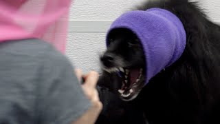 Screaming dog deafens his groomer | I've never heard a scream like this