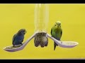 How to make a Bird Feeder at home How to make a Bird Feeder at home