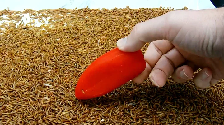 Red Pepper - Mealworms Eating Time Lapse Video - 10,000 Worms