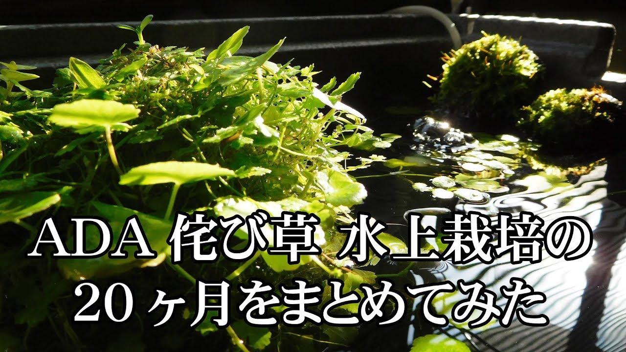 ADA侘び草 水上栽培の 20ヶ月をまとめてみた -みゆき(幹之)メダカ水槽 