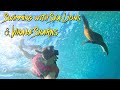 Swimming with Sea Lions &amp; Whale Sharks in La Paz 🇲🇽 #snorkeling #whaleshark #sealions