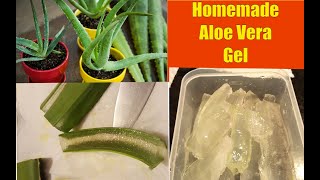 Aloe Vera Plants: Extracting Gel From Aloe Vera Plants At Home!  Shirley Bovshow by Eden Maker by Shirley Bovshow 22,834 views 1 year ago 1 minute, 12 seconds