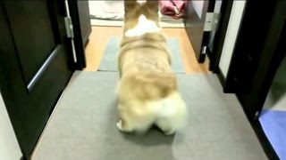 Chien Qui Twerk 2016