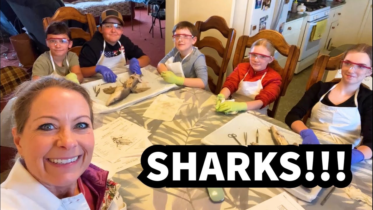 413 - SHARKS!!! A Lab Rat Academy experience. 🦈🦈🦈