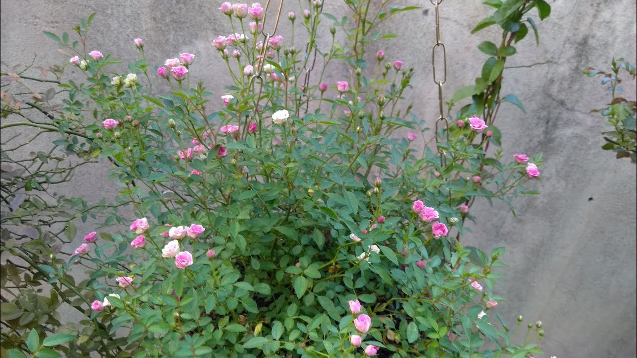 MINI ROSA PENDENTE VCS CONHECE? UM VERDADEIRO LUXO 💕💖