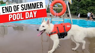 Dog pool party day with my White Swiss Shepherd