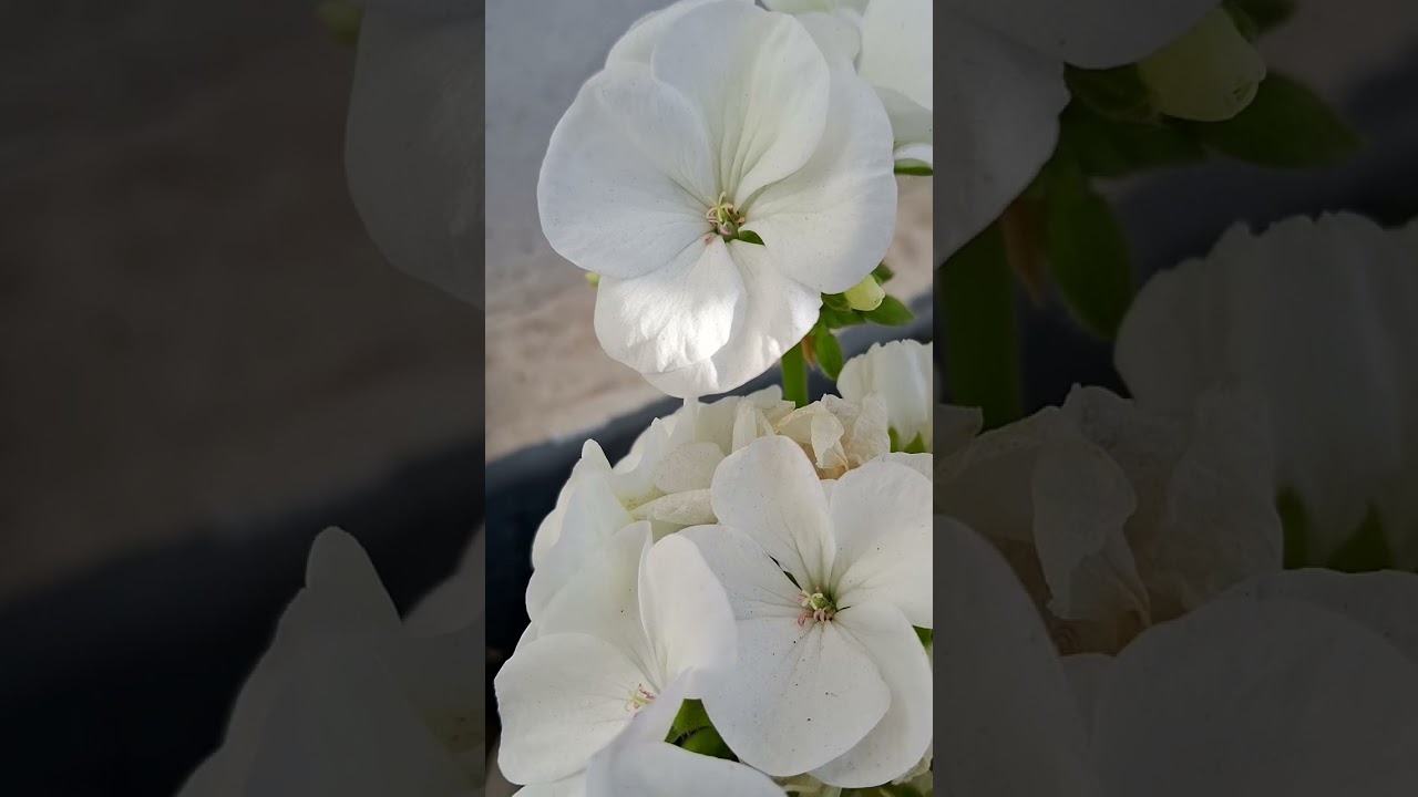 White Geranium  