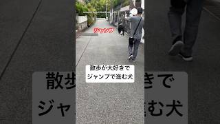 ジャンプしながら散歩する犬 #ボーダーコリー #犬 #いぬ #かわいい犬 #散歩