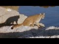 Пума: лев Анд - Puma: lion of the andes