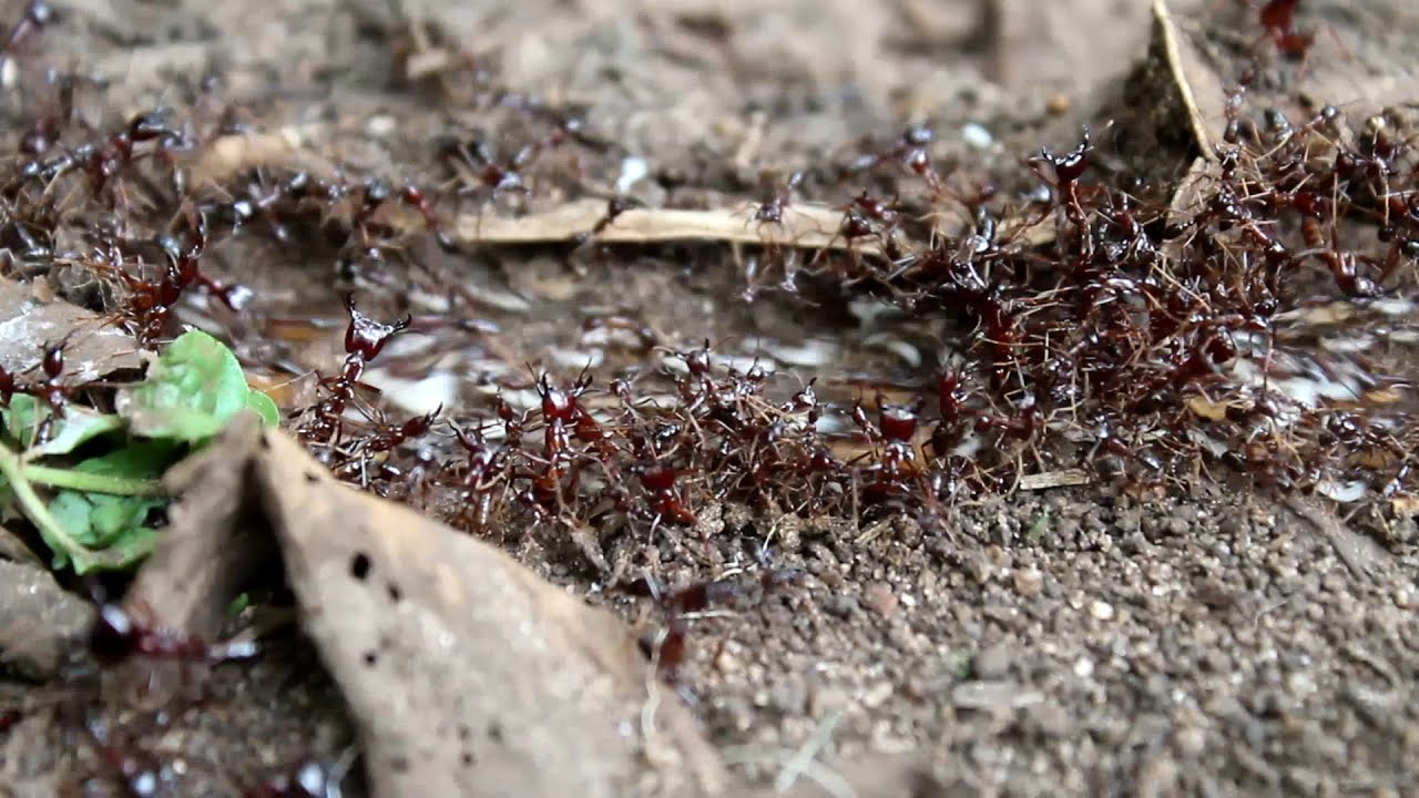 safari ants in english