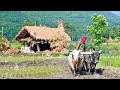 Most Beautiful Nepali Mountain Village Lifestyle || Very Busy Life in Rural Nepal || DB Limbu