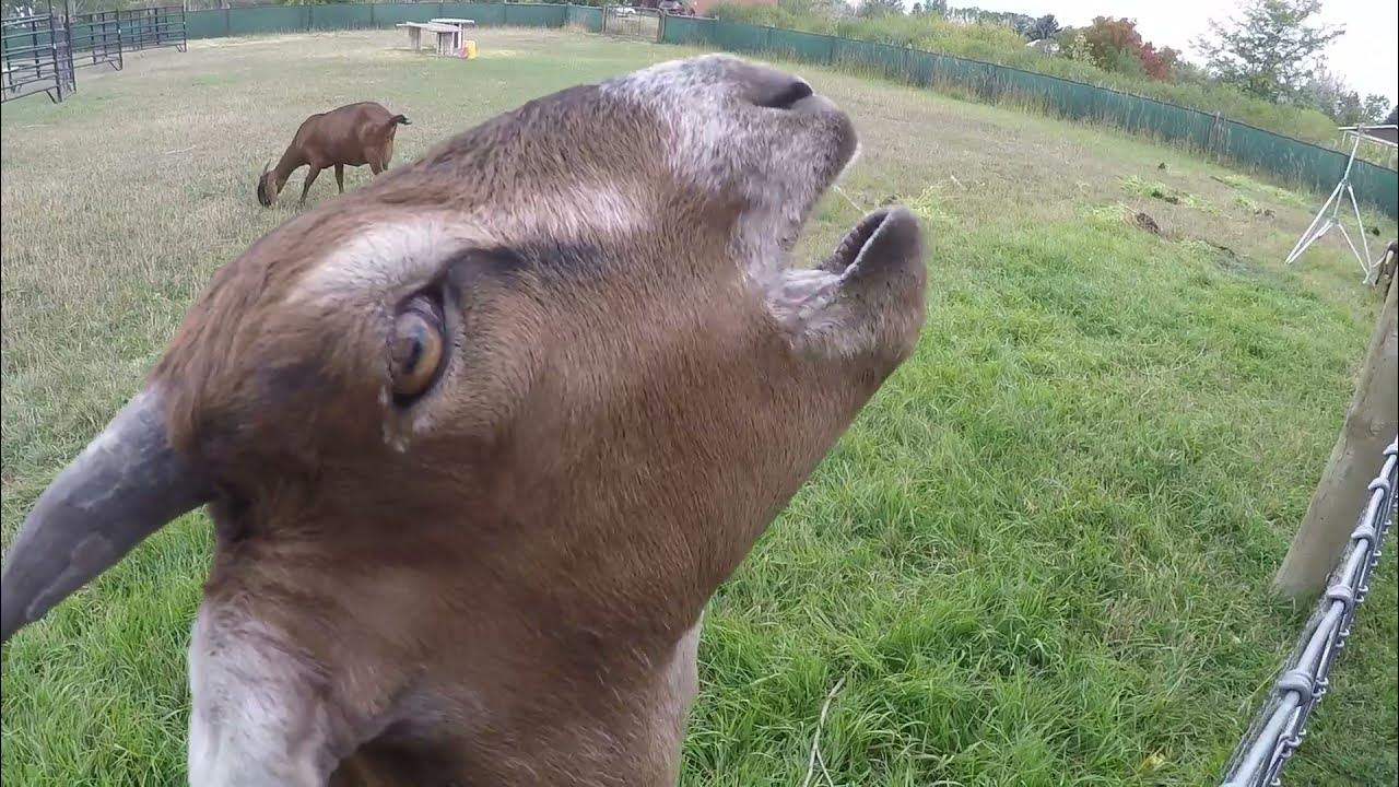 GOATS EATING APPLES ASMR YouTube