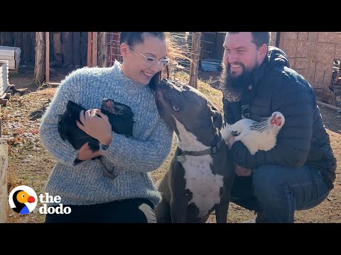 Video: Toegewijde Pittie staat in de buurt van de peuter waarvan de moeder hem in een hog-pen heeft achtergelaten