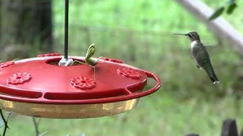 Hummingbird vs Praying Mantis, part II