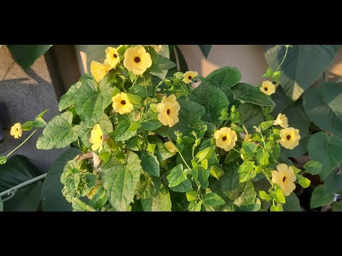 How To Grow Black Eyed Susan Flower Vine | Collecting Black Eyed Susan Vine Seeds