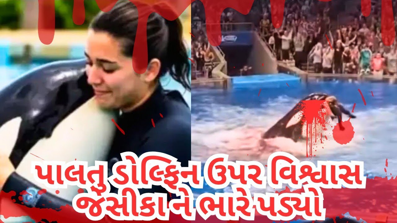 ડોલ્ફીને ભૂલથી જેસીકા ને મારીનાખી ત્યારબાદ ડોલ્ફિન નું શું થયું ?😭