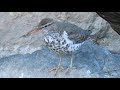 Spotted Sandpiper - dancing walk