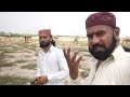vlogاونٹ سانپ کھا جاتا ہے|Camel