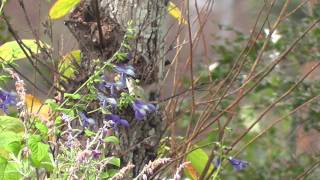 Rufous Hummingbird Feeding From Van Remsen Salvia