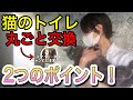 猫のトイレ丸ごと交換（古いトイレから新しいトイレへ）花王 ニャンとも清潔トイレセットカフェブラウン&チャコール