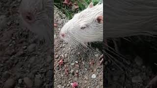 lustige Tiere  cute  lovely Nutria Tiere die im und am Wasser leben. Animals Nutria lovely