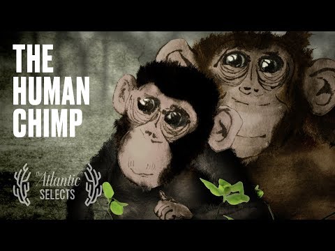 The Chimp Who Believed She Was Human