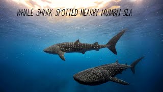 THE BIGGEST SHARK IN THE WORLD IS THE WHALE SHARK spotted nearby Mumbai sea ⛵😍