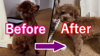 ２ヶ月ぶりのトリミング！愛犬トイプードルが可愛くなりました！！