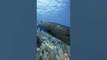 Её величество Баракуда 😍