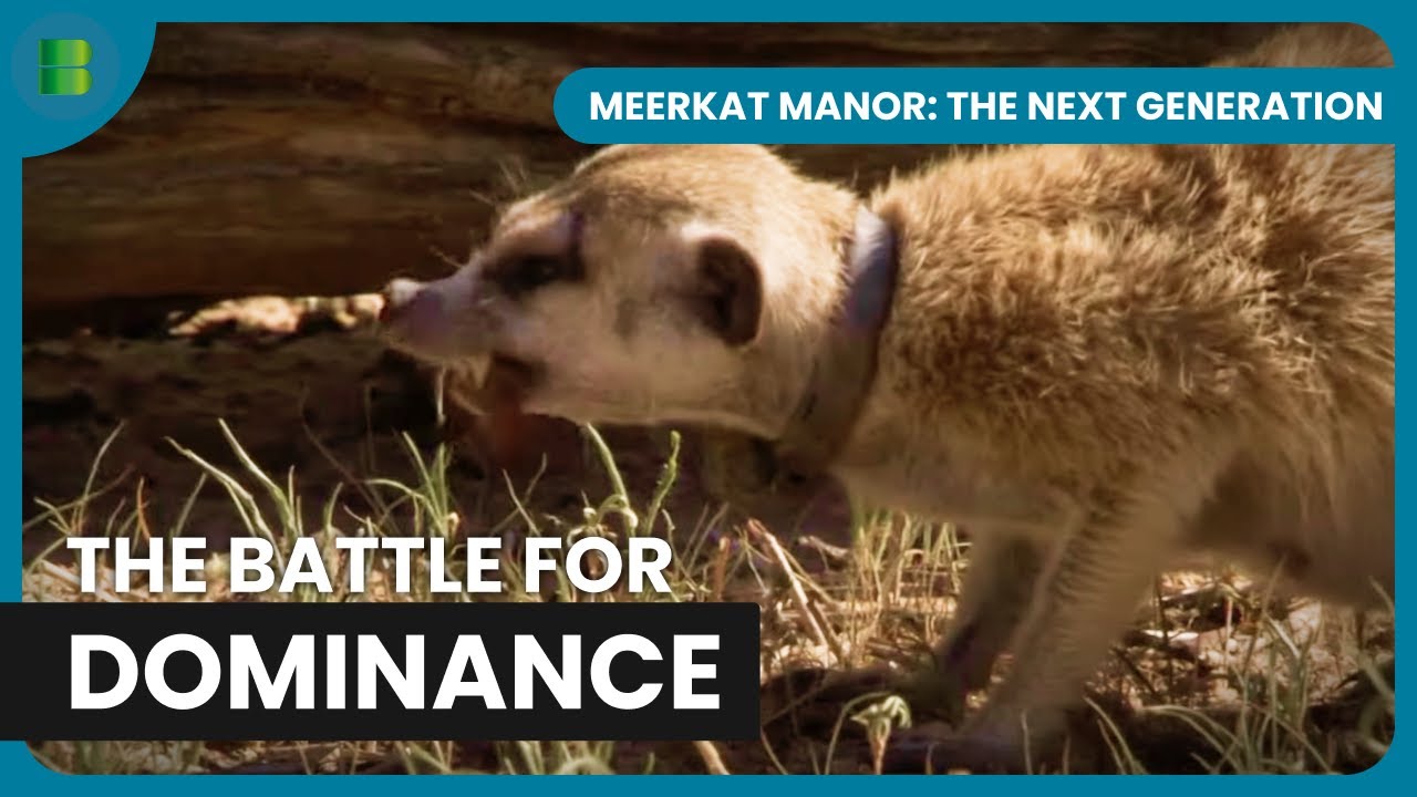 Eviction Rocks the Meerkat Clans | Meerkat Manor: The Next Generation