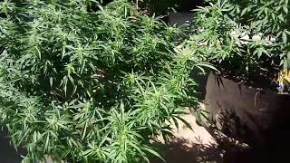Averagejoegrows pot sizes