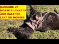 Dangers of Halters and Blankets or Rugs Left On Horses - Horses Find Trouble Where There Is None